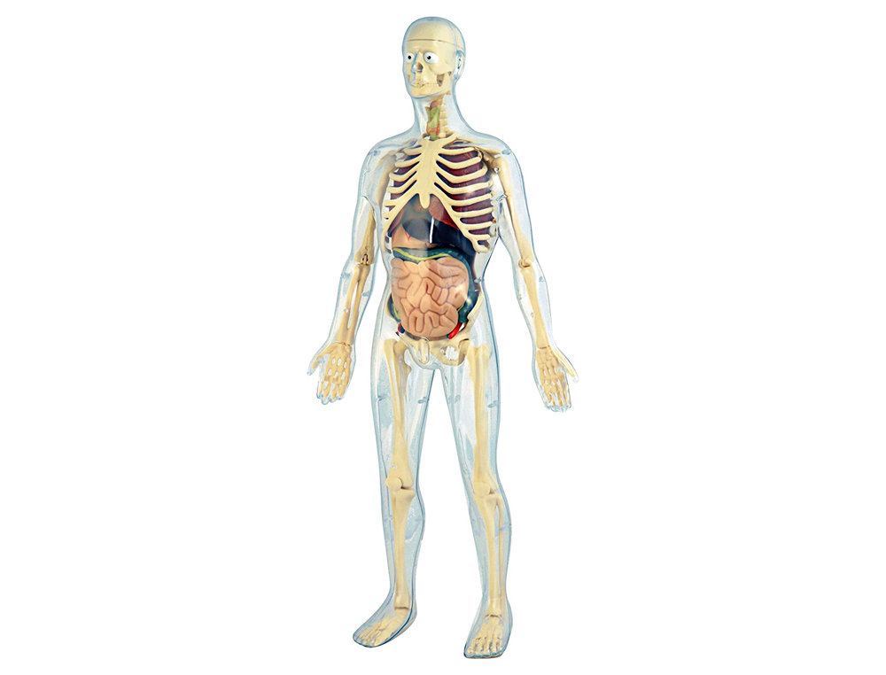 Juego miniland anatomia humana 45 piezas 56 cm